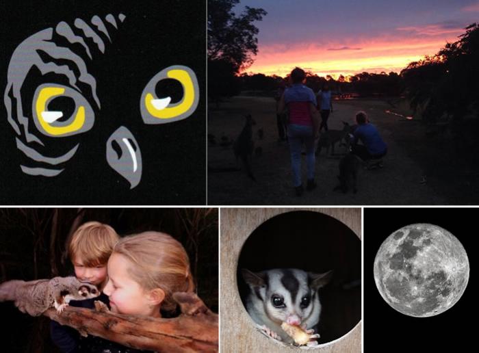 Night Wildlife Tours | Moonlit Sanctuary