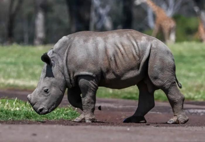 white rhino calf Jabulani