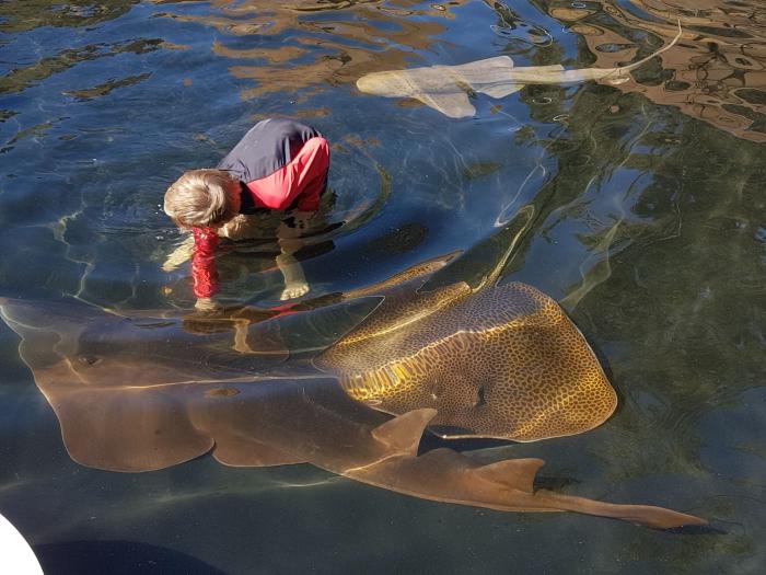 Australian Shark and Ray Nursery