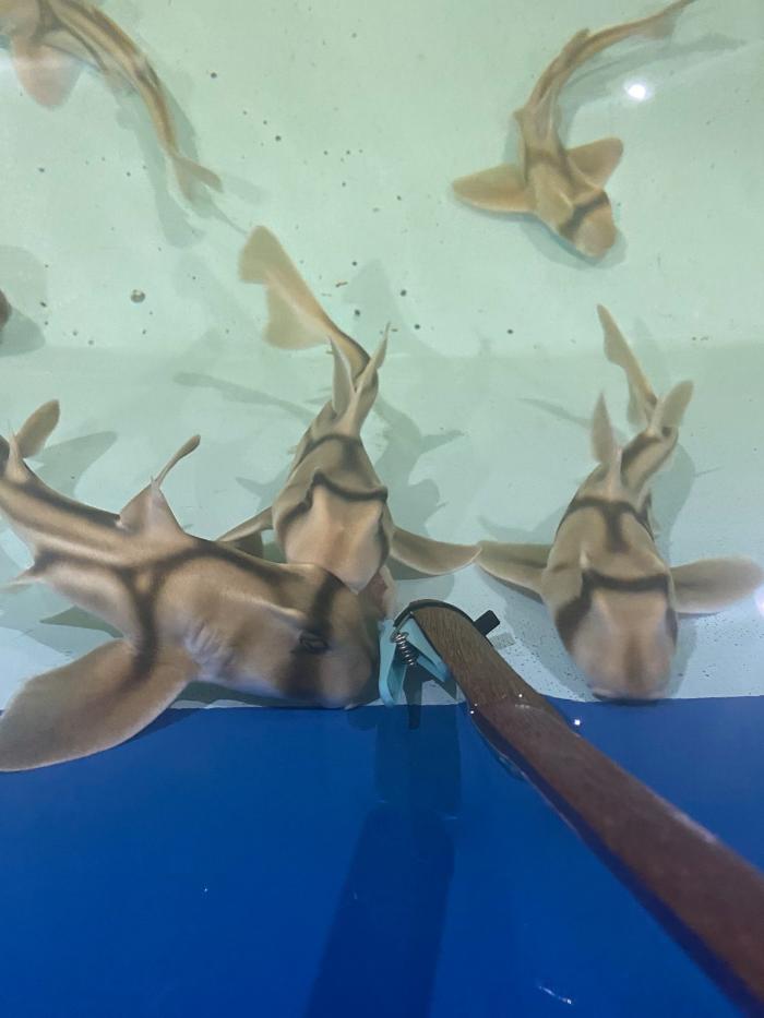 The Shark and Ray Rescue Centre - Port Stephens