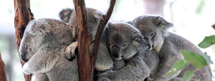 Lone Pine Koala Sanctuary