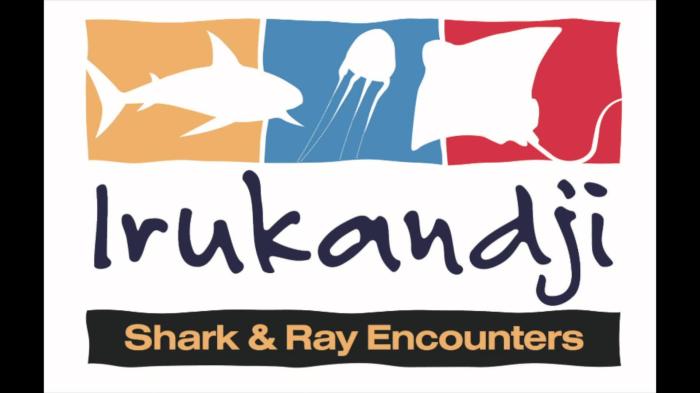 Irukandji Shark & Ray Encounters