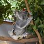 View Event: Lone Pine Koala Sanctuary: Entry Ticket + River Cruise from Brisbane