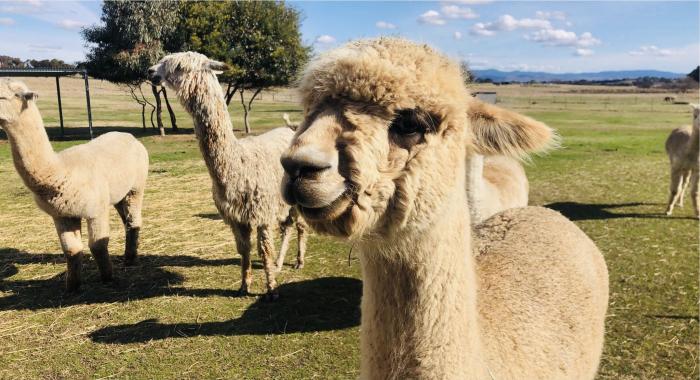 Blackwattle Alpaca Farm