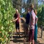 View Event: Adopt Your Own Grape Vine Experience