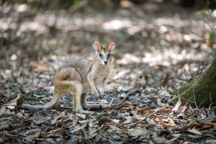 Territory Wildlife Park | Open Hours & Tickets