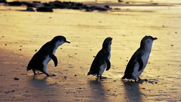 Penguins in Melbourne