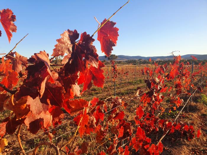 Ballandean Estate Wines