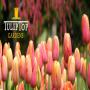 View Event: Tulip Top Gardens Festival 2024