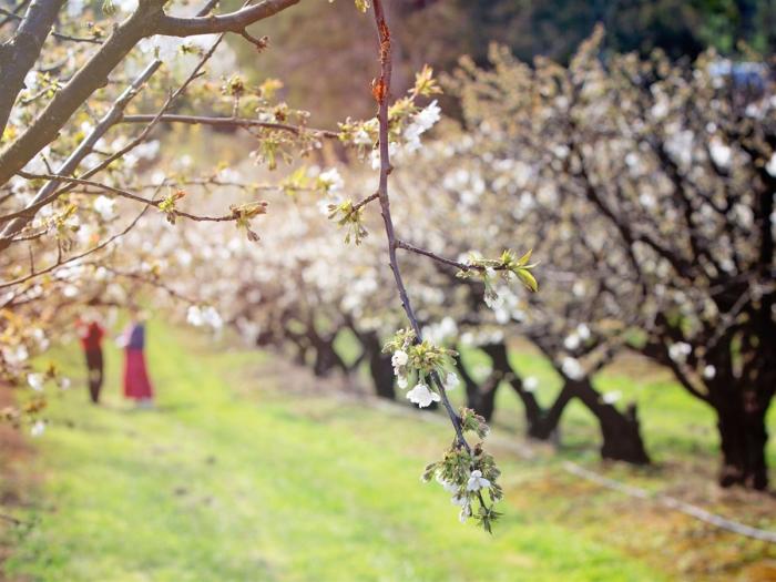 Where to see Victoria's BEST cherry blossoms