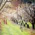 Where to see Victoria's BEST cherry blossoms - 2025