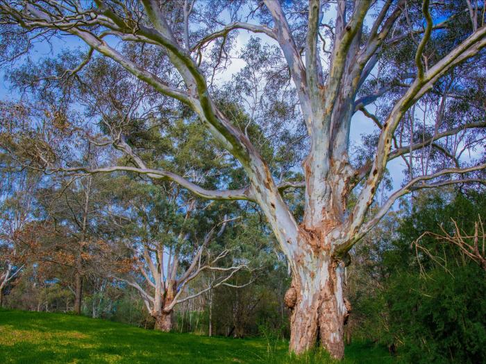 Banksia Park - Bulleen