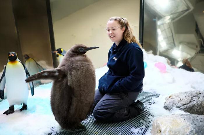 Meet our baby King Penguin Pesto @ Sea Life Melbourne