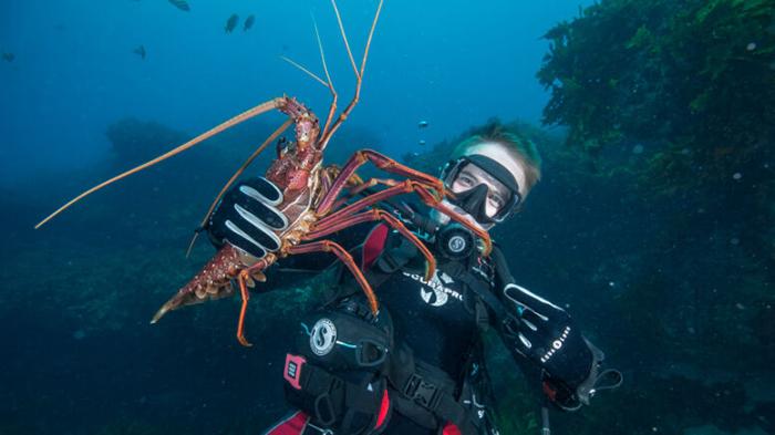 Rottnest Island Scuba Dive Tour With Lunch - from Fremantle