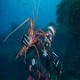 View Event: Rottnest Island Scuba Dive Tour With Lunch - from Fremantle