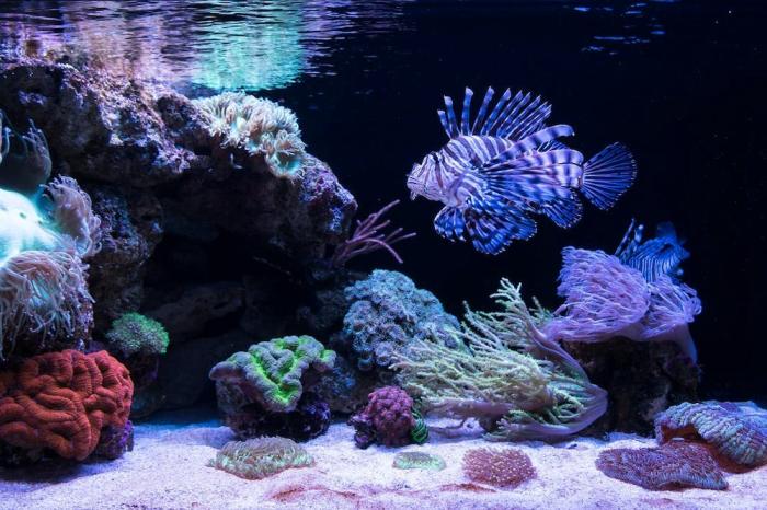 Aquarium of Western Australia: Hours & Entry Tickets - tiqets.com