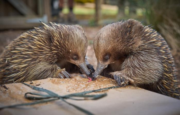 Bonorong Wildlife Sanctuary