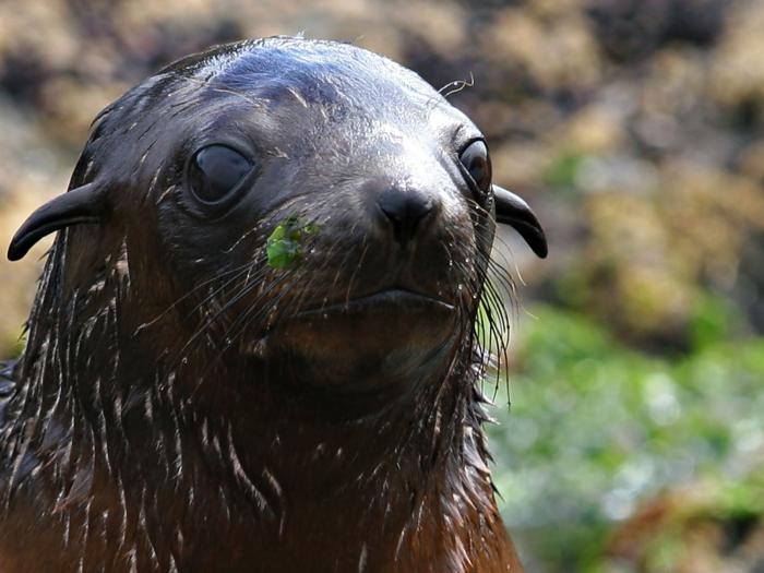 Phillip Island Seal Watching Cruise